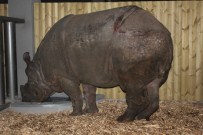 DARICA HAYVANAT BAHÇESİ - Gergedanın Bedenindeki Yaralanmalar Yol Stresinden