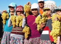 İL TARIM MÜDÜRLÜĞÜ - Kış Kapıya Dayandı Bağlarda Üzüm Bitmedi