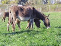 KANSERLE MÜCADELE - Adana'da 'Eşek Çiftliği' Kuruldu