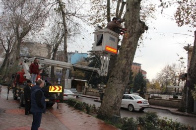 Çınarlara Zarar Veren Maddeler Temizlendi