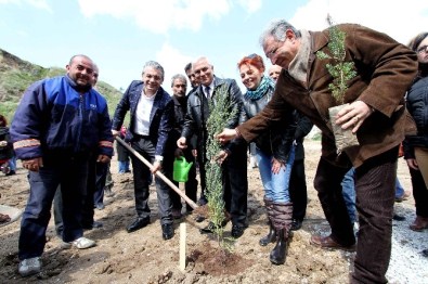 Fidan Dikmeyene Ruhsat Yok