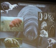 350 Derece Fırında Ölmeyen Böcek