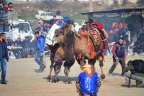DEVE GÜREŞLERİ - Ayvalık'ta 12.Deve Güreşi Festivali Şölen Havasında Gerçekleşti