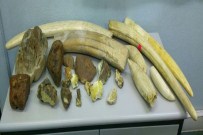 BALİNA DİŞİ - Bunları Türkiye'ye Sokmak İsterlerken Yakalandılar