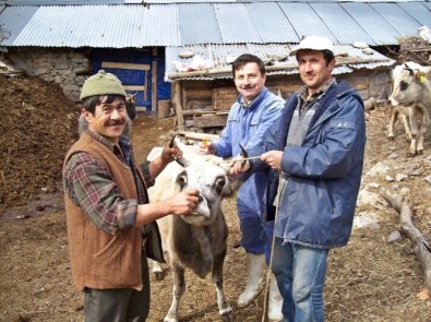 Burhaniye'de Sığırlara Şap Aşısı Yapılacak