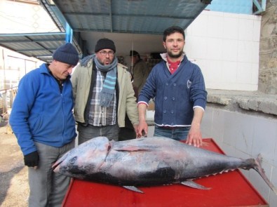 Hisarcık'ta 100 Kiloluk Orkinos Balığı İlgi Odağı