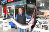 KILIÇBALIĞI - Marmaris'te Kılıçlar Çekildi