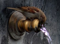 SIBIRYA - Serçelerin Eksi 7 Derecede Banyo Keyfi