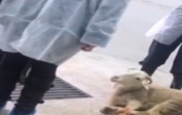 İSTANBUL BAROSU - Veterinerlik Fakültesini Bastılar!