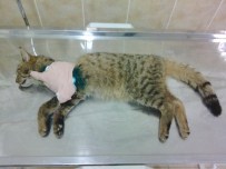 KAFA TRAVMASI - Aracın Çarptığı Yaban Kedisi Telef Oldu