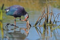 Kızılırmak Kuş Cenneti 'Dünya Mirası Listesi'ne Doğru