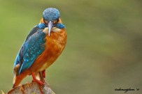 KAÇAK YAPILAŞMA - Kızılırmak Kuş Cenneti, Dünya Mirası Listesi'ne Girmeye Hazırlanıyor