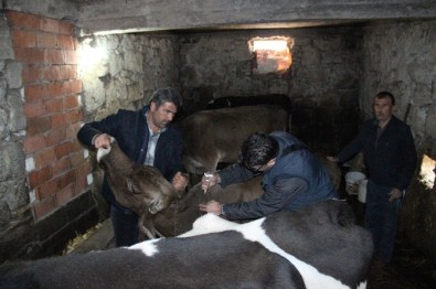 Zonguldak'ta 'Nepal' Adı Verilen Yeni Tür Şap Hastalığı Ortaya Çıktı