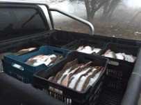 YENIKARPUZLU - Edirne'de 685 Kilo Kaçak Kalkan Balığı Ele Geçirildi