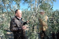 İSKENDER YÖNDEN - Didim'de Zeytincileri Uygulamalı Eğitim