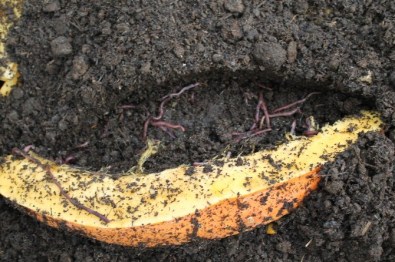 Fenni Gübre Yerine Üniversiteli Solucanlar Kullanılacak