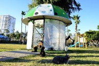 SIĞINMA EVİ - Mersin Büyükşehir Belediyesi, Kedilere Sığınma Evleri Kurdu