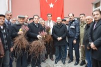SELAMI KAPANKAYA - Niksar'da 37 Bin Adet Bağ Çubuğu Fidanı Dağıtıldı