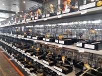 Başkent'te 5 Bin Kanarya Türkiye Şampiyonu Olmak İçin Yarışıyor