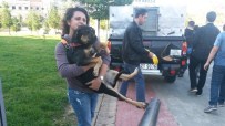 SOKAK HAYVANI - Öğrenciler, Sahipsiz Köpeklerin Toplanmasına Yardım Etti