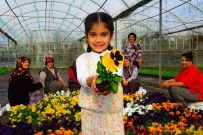 BEYOBASı - Süs Bitkisi Üretimine Ortaca Ve Dalaman Da Katıldı