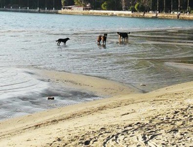 Akdeniz'deki depremler ve Akyaka'da deniz çekilmesi korkuttu