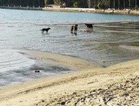 AHMET ERCAN - Akdeniz'deki depremler ve Akyaka'da deniz çekilmesi korkuttu