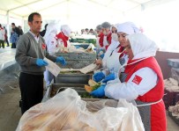 BALIK FESTİVALİ - Küçükçekmeceliler Balığa Doydu