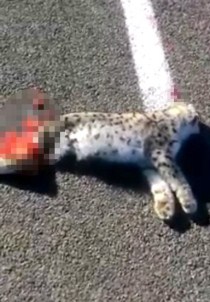 Sarıkamış'ta Otomobilin Çarptığı Vaşak Telef Oldu