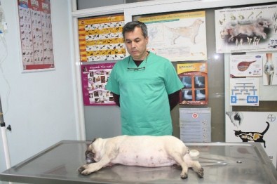 Marmaris'te Bir Ayda 30 Köpek Zehirlendi