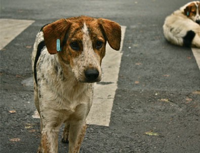 'Sahiplendiğiniz Köpeği Sokağa Bırakmayın' Çağrısı