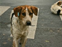 SOKAK KÖPEKLERİ - 'Sahiplendiğiniz Köpeği Sokağa Bırakmayın' Çağrısı