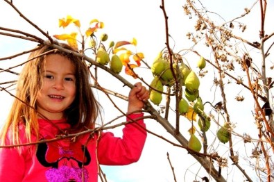 Sarıgöl'de Armut Ağacı Aralık Ayında Meyve Verdi
