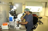 SPERM - Tüp Bebek İçin OMÜ'de 'Icsı' Ve 'Imsı' Yöntemi Uygulanıyor