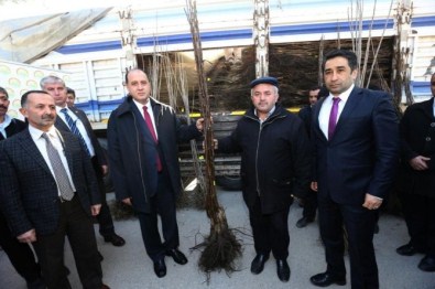 Amasya'da Köylülere Ceviz Ve Kiraz Fidanı Dağıtıldı