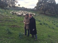 ABDURRAHMAN ÖZ - Aydınlı Vekil, Çobanla Koyun Otlatma Sözünü Tuttu