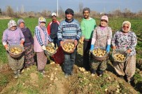 ŞEKER HASTASı - (Özel) Şeker Oranı Düşük Patates Üretiliyor