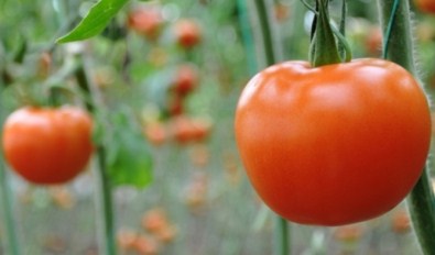 Kasım'da Zam Şampiyonu Domates Oldu