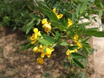 SAFRA KESESİ - Kötü Huylu Bakterileri Vücuttan Sinameki İle Atın