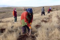 ZIYA POLAT - Evde Çocuk, Dağda Fidan Yetiştiriyorlar