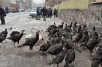 HİNDİ PAZARI - Kars'ta Yılbaşı Hindilerine Yoğun İlgi