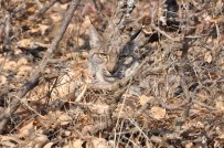 VAŞAK - Omzunda Çıkık Olan Vaşak Tedavi Altına Alındı