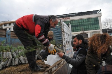 Yalova'da Yılbaşında Vatandaşlara Fıstık Çamı Dağıtıldı