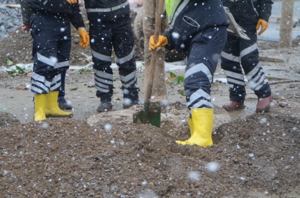 Taksim'de işçiler yoğun kar yağışı altında ağaç dikti