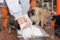 HAYVAN BAKIM EVİ - Yıldırım Belediyesi'nden Sokak Hayvanlarına Şefkat Eli