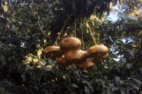 HALIÇ - Modernize Kuş Evleri Tasarlandı