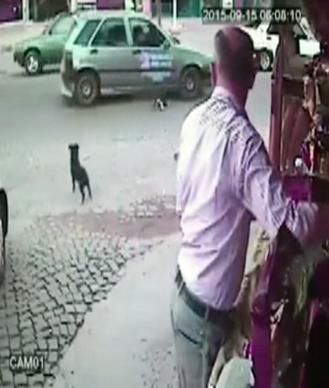 Köpeği Ezip Kaçtı!