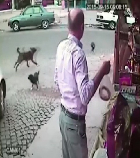 Köpeği Ezip Kaçtı!