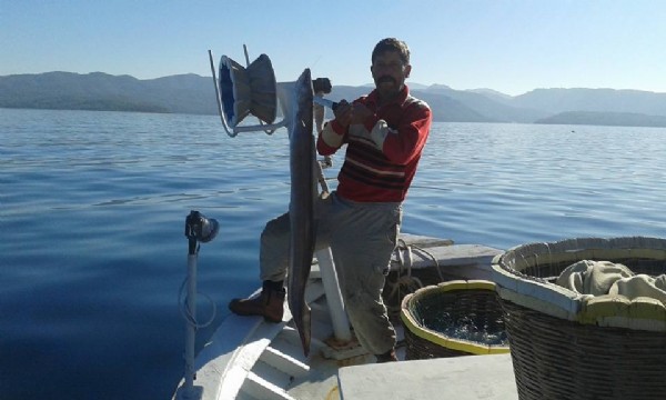 Oltaya 2.5 metre uzunluğunda dev takıldı!