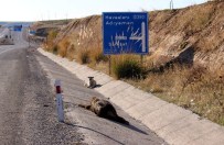 SOKAK KÖPEĞİ - Sokak Köpeğinin Domuz Nöbeti